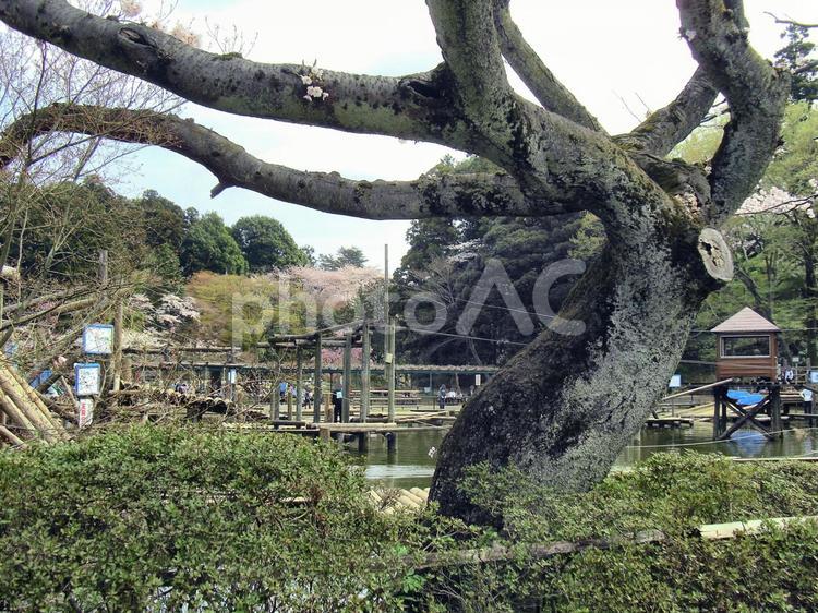 清水公園の風景-3 清水公園,千葉県野田市,公園の写真素材