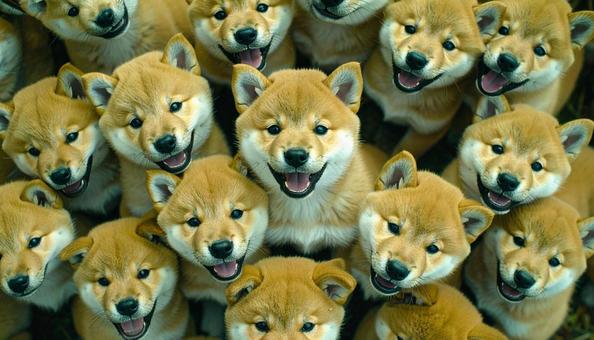 犬の大群 犬の大群の写真