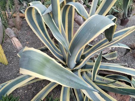 アガベ 植物,アガベ,多肉植物の写真素材