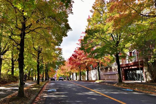 11月の三色彩道にて タイワンフウ,アメリカフウ,モミジバフウの写真素材