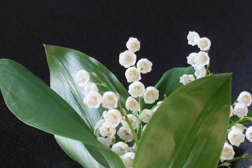 スズランの花を下から覗いてみる スズラン,ドイツスズラン,白い花の写真素材