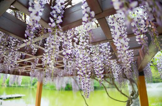 藤の花 藤の花,藤,花の写真素材