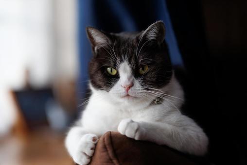 見つめる猫 見つめる猫,猫,ねこの写真素材