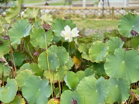 福井中央公園の蓮の花 福井中央公園の蓮の花 福井中央公園,蓮,蓮の花の写真素材