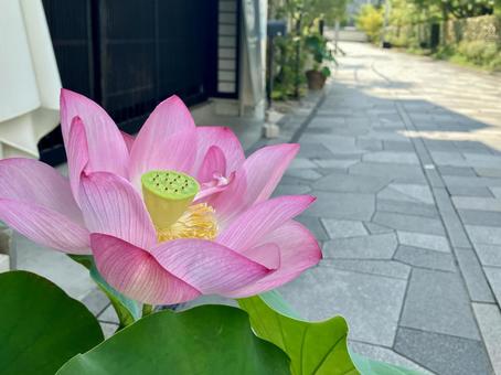 蓮の華 蓮の華 お盆,蓮,ハスの写真素材