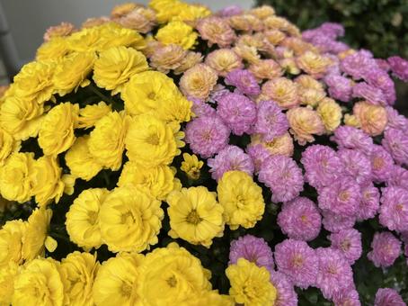 スプレーマム　華やかな洋菊 スプレーマム,洋菊,菊の写真素材