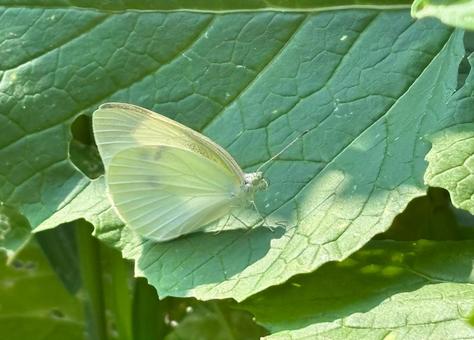 Cabbage white butterfly resting on a cucumber leaf, JPG Cabbage white butterfly resting on a cucumber leaf, JPG