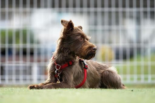 ミニチュアシュナウザーのポートレート 犬,ミニチュアシュナウザー,シュナウザーの写真素材