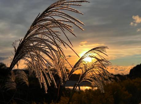 Sunset and Japanese pampas grass, JPG