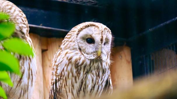 井の頭自然文化園のフクロウ 井の頭自然文化園のフクロウ フクロウ,鳥,猛禽の写真素材