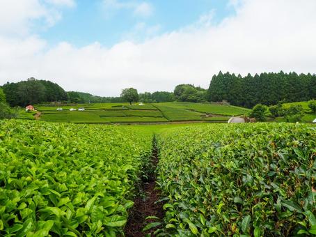 青空の下に広がる茶畑 青空の下に広がる茶畑 茶畑,日本,青空の写真素材