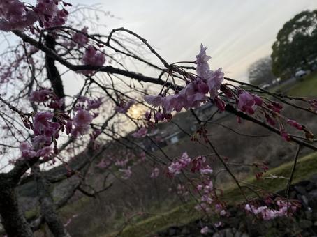 桜 桜の写真