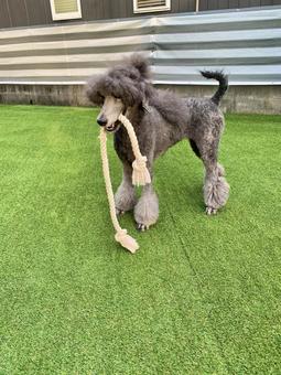 人工芝の上で遊ぶスタンダードプードル1 人工芝の上で遊ぶスタンダードプードル1 犬,ペット,いぬの写真素材