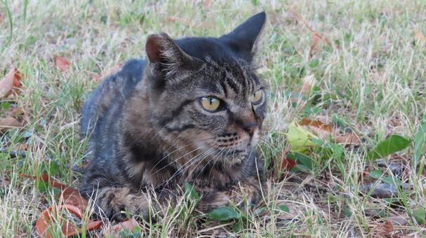 夕涼みが日課のもふもふであざとい猫様 夕涼みが日課のもふもふであざとい猫様の写真