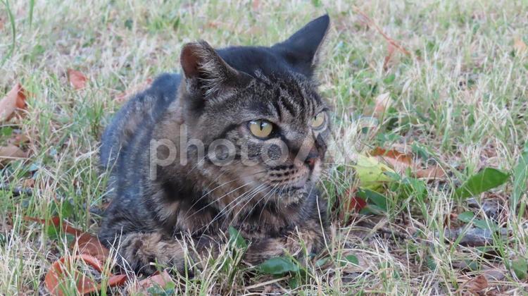 夕涼みが日課のもふもふであざとい猫様 猫,キジトラ,寝そべるの写真素材