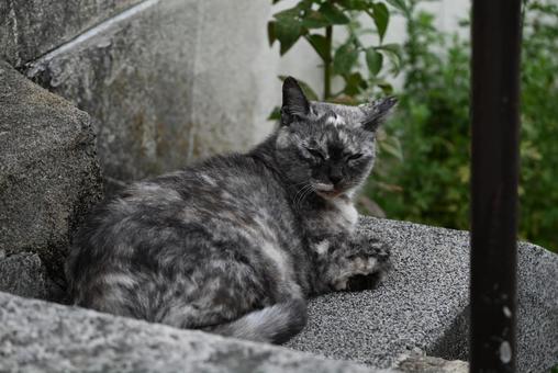 広島県尾道のニャンコ 広島県尾道のニャンコ 猫,哺乳類,動物の写真素材