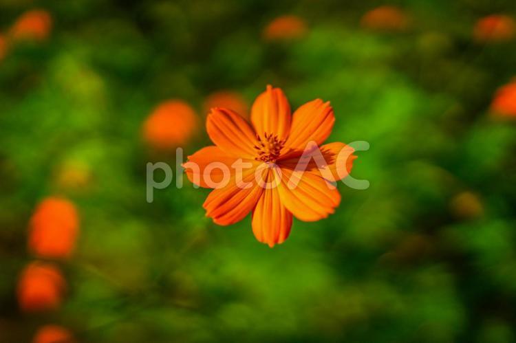 キバナコスモスのイメージ コスモス,秋桜,黄花の写真素材
