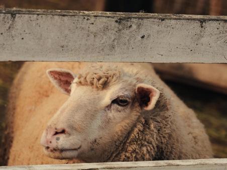 羊 羊,動物,レトロの写真素材