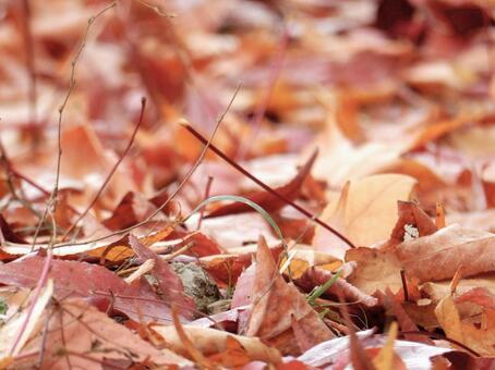 【風景写真】晩秋の風景 落ち葉,植物,季節の写真素材