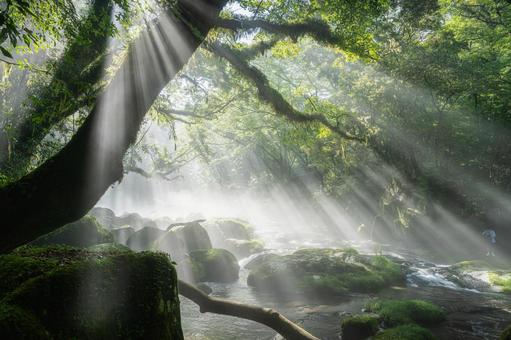 熊本-【菊池渓谷の光芒】 熊本-【菊池渓谷の光芒】 熊本,菊池渓谷,川の写真素材