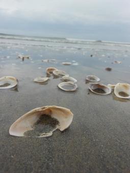 波打ち際の貝殻 波打ち際の貝殻の写真