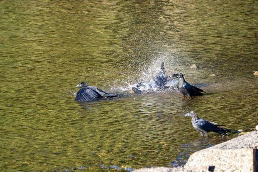 カラスの水浴び⑴ カラスの水浴び⑴の写真