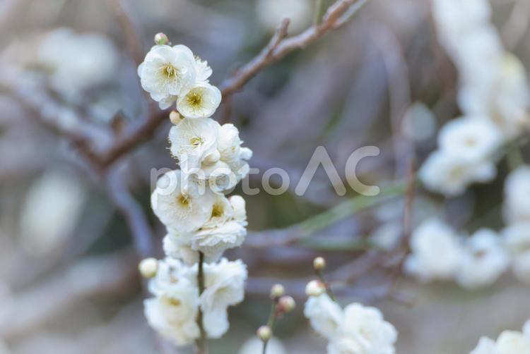 咲きはじめた梅の花 梅,花,植物の写真素材