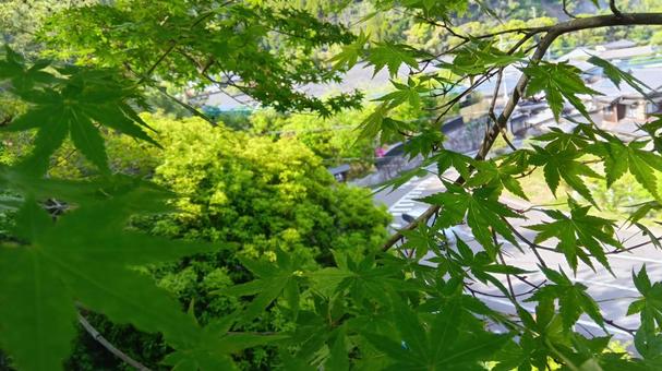 新緑  新緑 の写真
