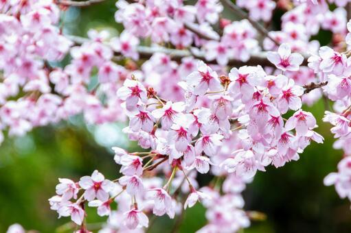 満開に咲き誇る陽光桜の美しい春景色 16 桜,さくら,サクラの写真素材
