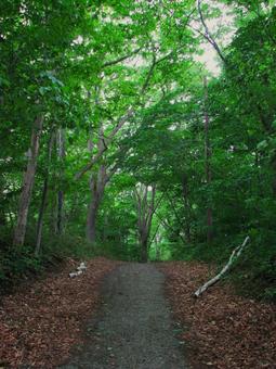 大沼公園周辺 02 200906 大沼公園周辺 02 200906の写真