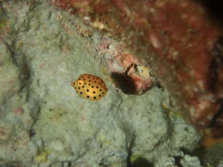 ミナミハコフグの幼魚 ミナミハコフグの幼魚 ハコフグ,海,海の生き物の写真素材