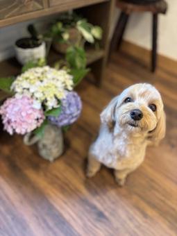 マルプー けんけん マルプー けんけんの写真