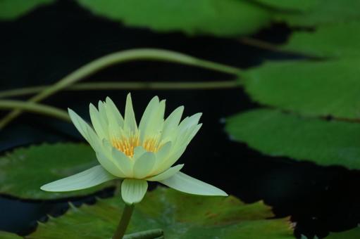 在水面上優雅地漂浮 在水面上優雅地漂浮