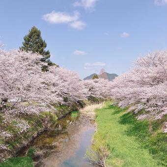 桜並木と空と川 桜並木と空と川 桜,桜並木,春の写真素材