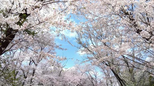 cherry blossoms, JPG
