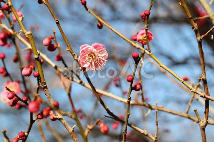 駿府城公園の寒梅 梅の花,新春,梅の写真素材