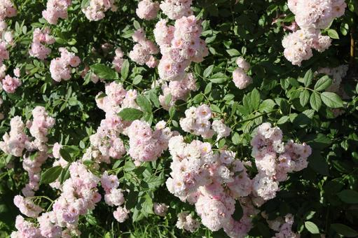ばら309 ばら309 バラ,rose,初夏の写真素材