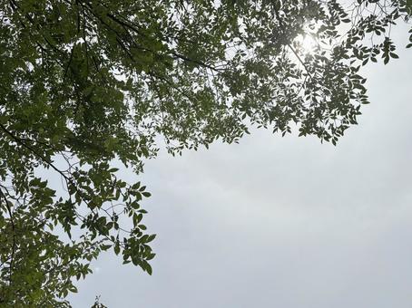 木漏れ日と柔らかな空 木漏れ日と柔らかな空の写真