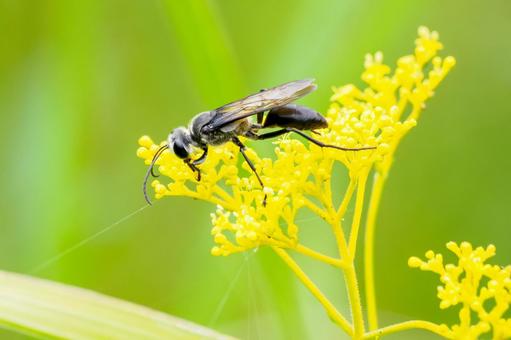クロアナバチ⑶ クロアナバチ⑶ 蜂,クロアナバチ,昆虫の写真素材