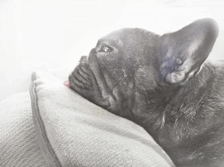 フレンチブルドッグ ぼーっとする フレンチブルドッグ ぼーっとするの写真