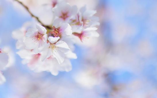 青空背景爽やかな桜の花クローズアップ 桜の花,サクラ,枝先の写真素材