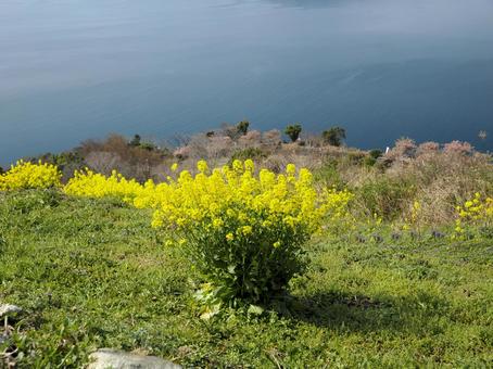 笠戸島・夕映えの丘と菜の花 笠戸島・夕映えの丘と菜の花の写真