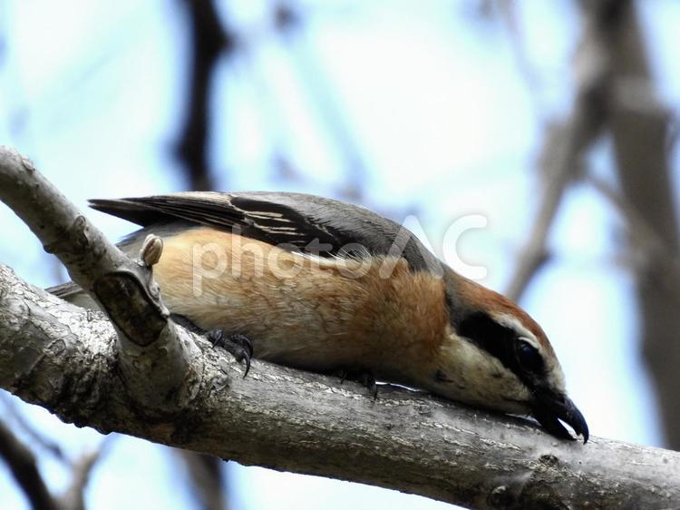 木にからだを擦り付けるモズ 鳥,野鳥,モズの写真素材