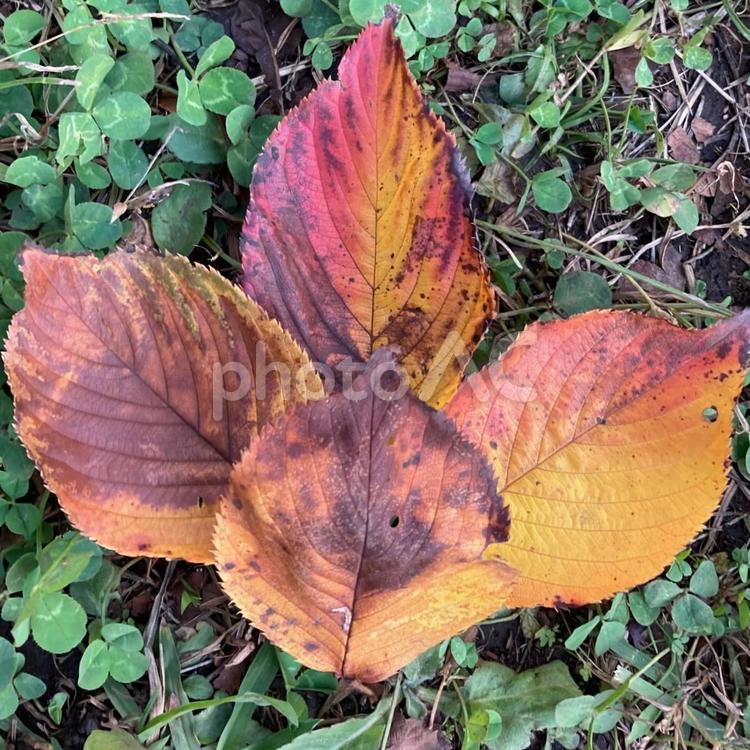 落ち葉　枯れ葉　アート 枯れ葉,葉っぱ,落ち葉の写真素材