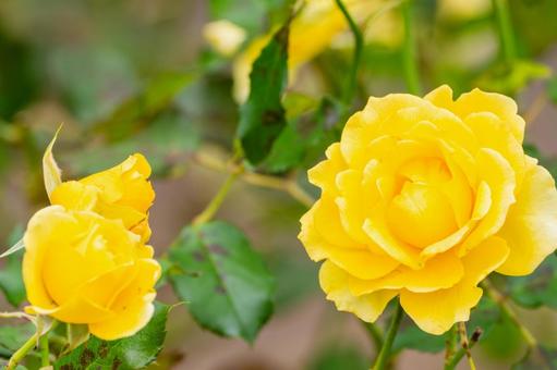 秋のバラ(23) 花,バラ,秋の写真素材