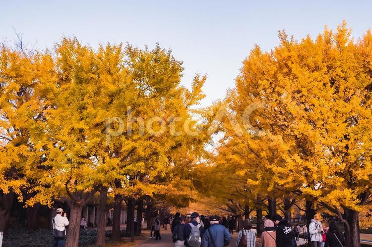 紅葉シーズンを迎えた昭和記念公園のイチョウ並木 昭和記念公園,イチョウ,いちょうの写真素材