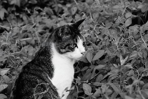 ねこ ねこの写真