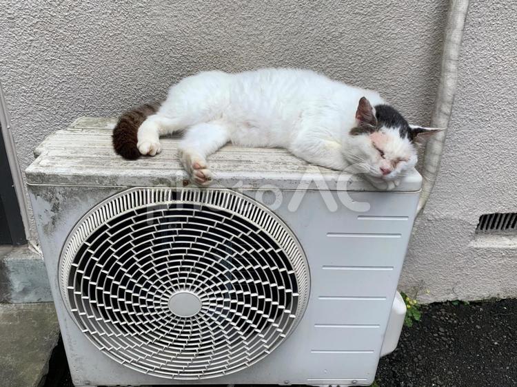 室外機の上で昼寝 ネコ,ねこ,猫の写真素材