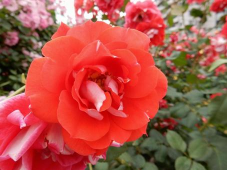 【薔薇の写真】バラの花 【薔薇の写真】バラの花 の写真