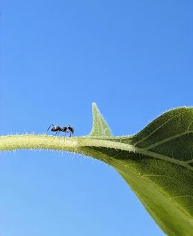 ひまわりの葉にあり ひまわりの葉にあり あり,生き物,ひまわりの葉の写真素材
